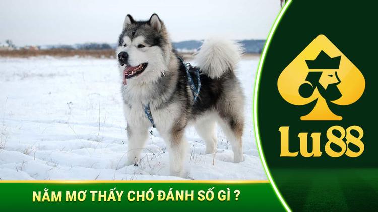 Nằm Mơ Thấy Chó Đánh Số Gì Để Trúng Mánh?
